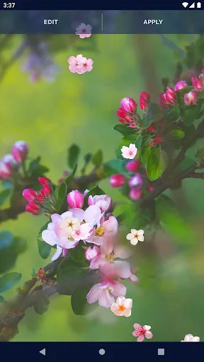 Sakura Flower Live Wallpaper Sakura Flower Live Wallpaper