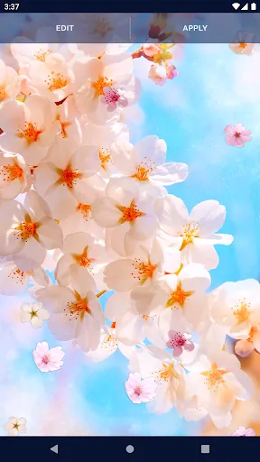 Sakura Flower Live Wallpaper Sakura Flower Live Wallpaper