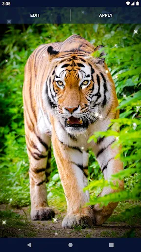 Tiger Live Wallpapers Tiger Live Wallpapers