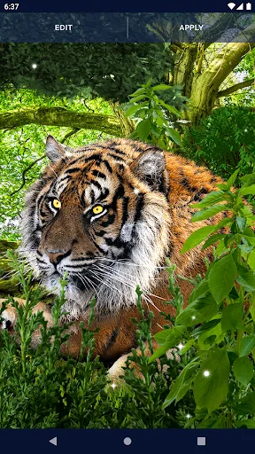 Brave Tiger Live Wallpaper Brave Tiger Live Wallpaper