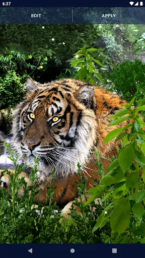Brave Tiger Live Wallpaper Brave Tiger Live Wallpaper