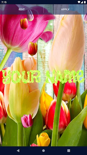 Tulips Spring Live Wallpaper Tulips Spring Live Wallpaper