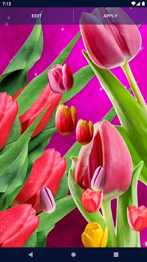 Tulips Spring Live Wallpaper Tulips Spring Live Wallpaper