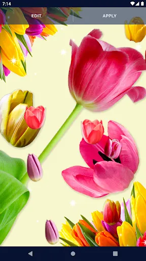 Tulips Spring Live Wallpaper Tulips Spring Live Wallpaper