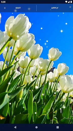 Animated Wallpaper For Xiaomi Animated Wallpaper For Xiaomi